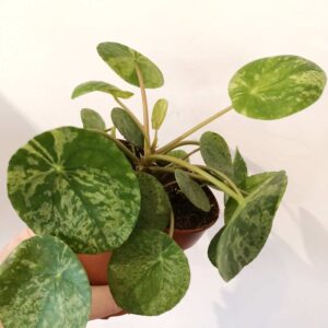 Pilea peperomioides Mojito