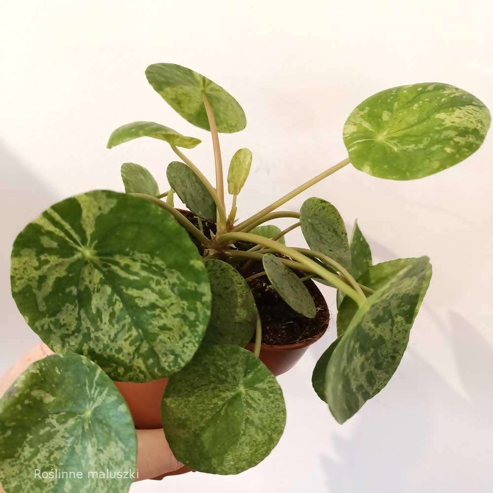 Pilea peperomioides Mojito