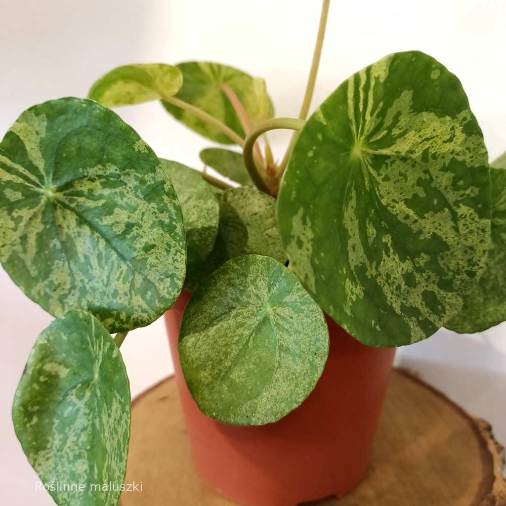 Pilea peperomioides Mojito