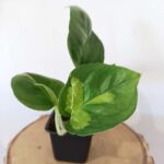 Epipremnum pinnatum Global Green