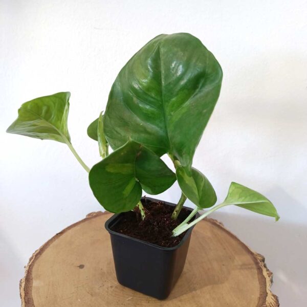 Epipremnum pinnatum Global Green