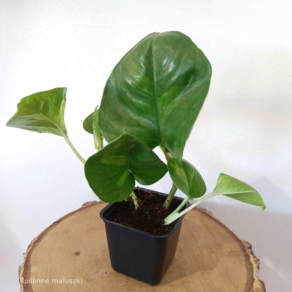 Epipremnum pinnatum Global Green