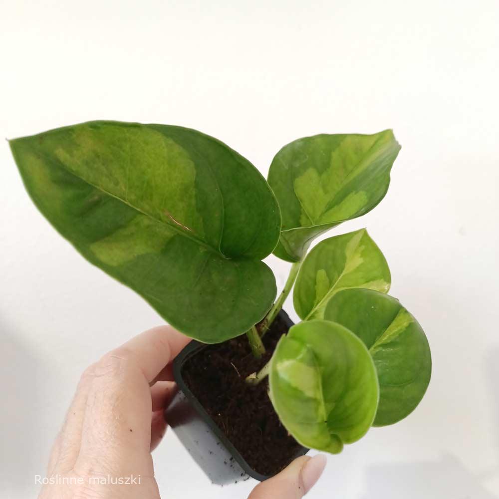 Epipremnum pinnatum Global Green