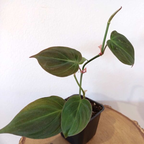 Filodendron scandens micans