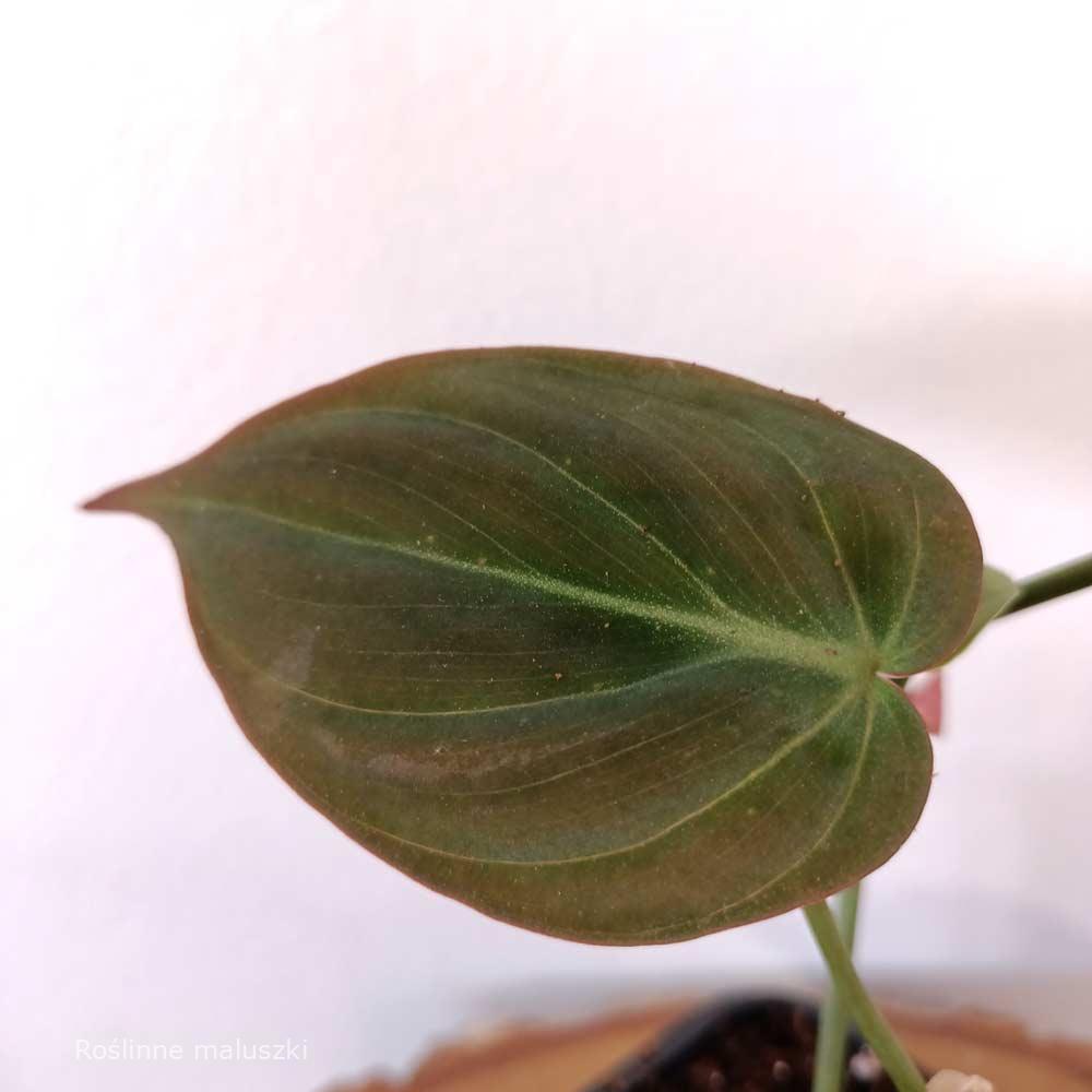 Filodendron scandens micans