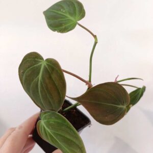 Filodendron scandens micans