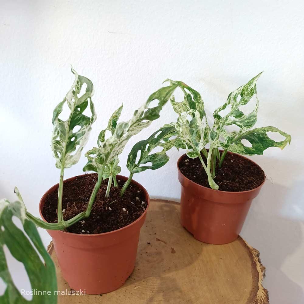 Monstera Frozen Freckles