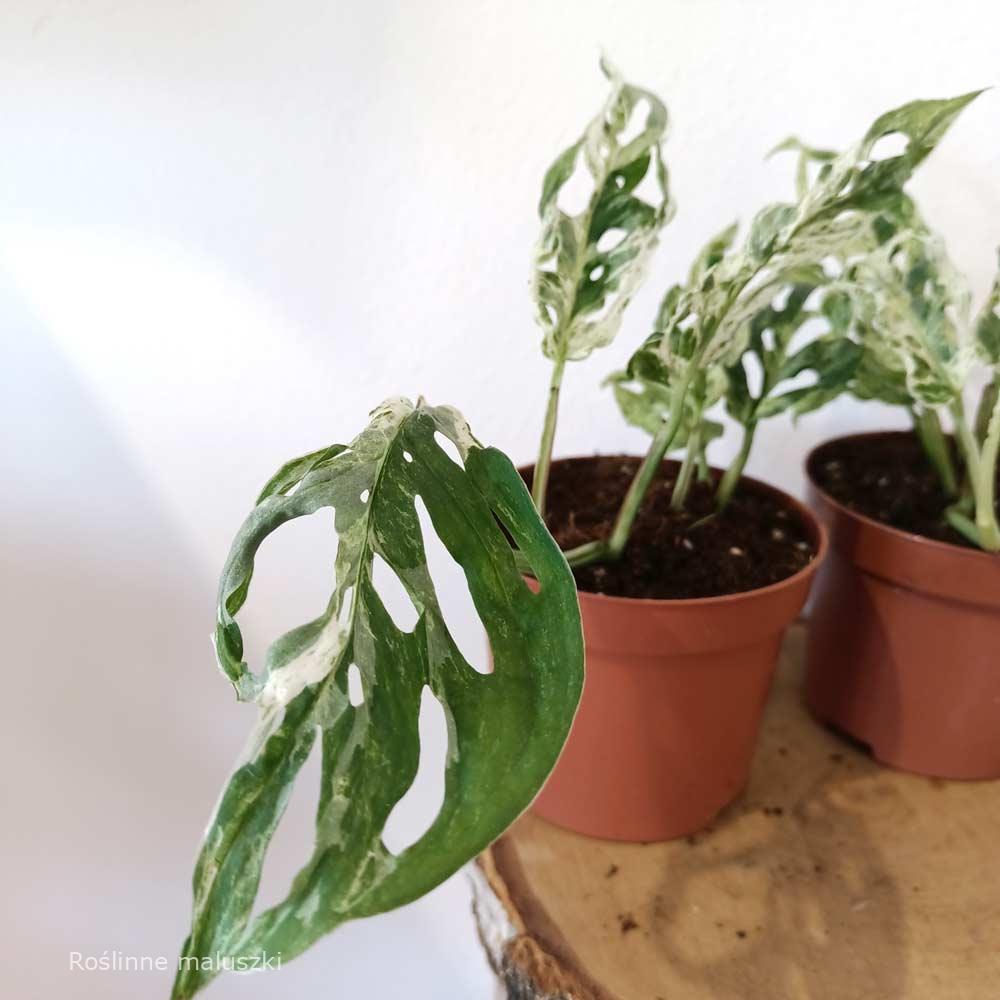 Monstera Frozen Freckles