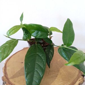 Ficus Sagittata Radicans Green