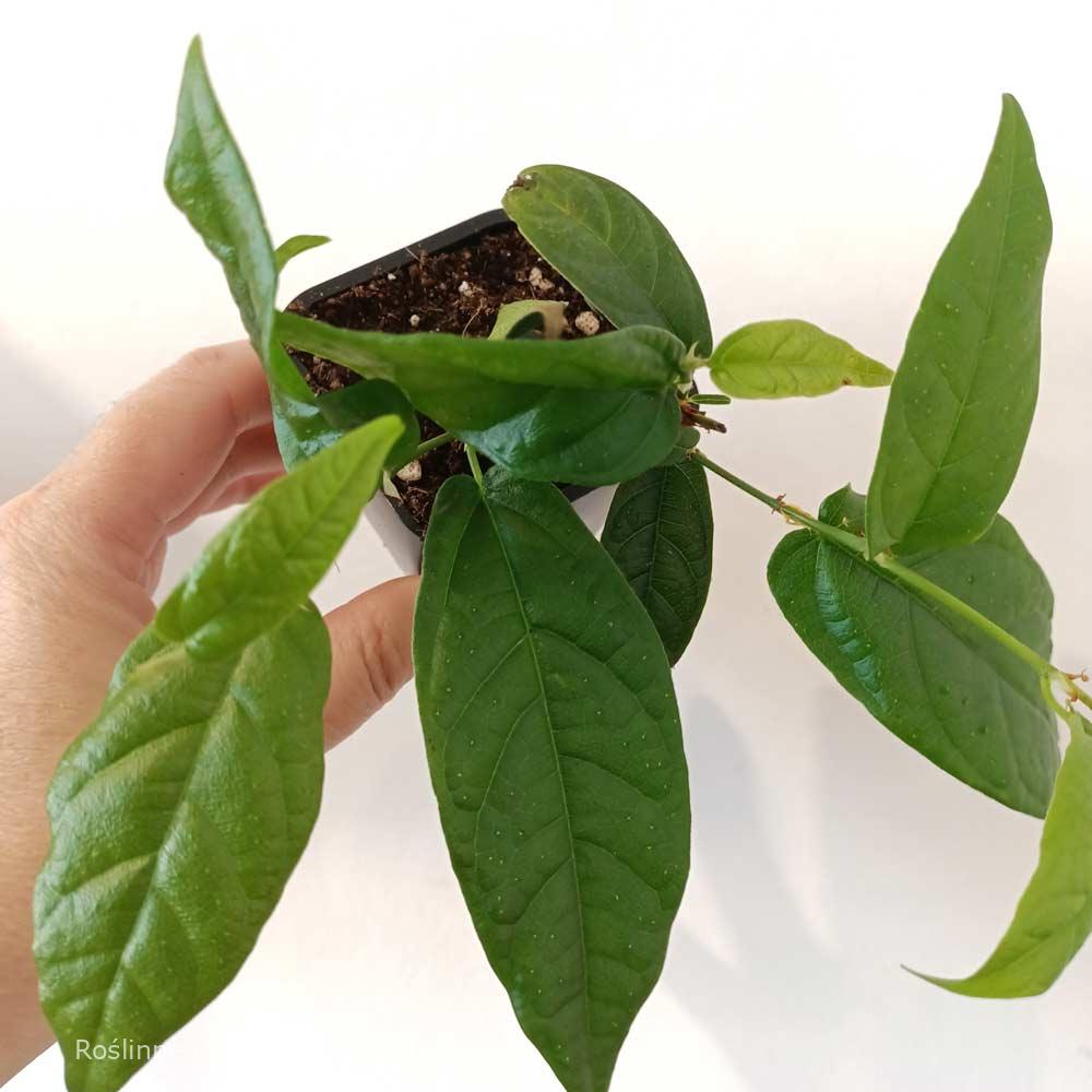 Ficus Sagittata Radicans Green