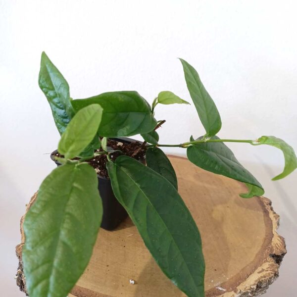 Ficus Sagittata Radicans Green