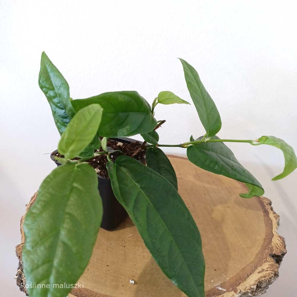 Ficus Sagittata Radicans Green