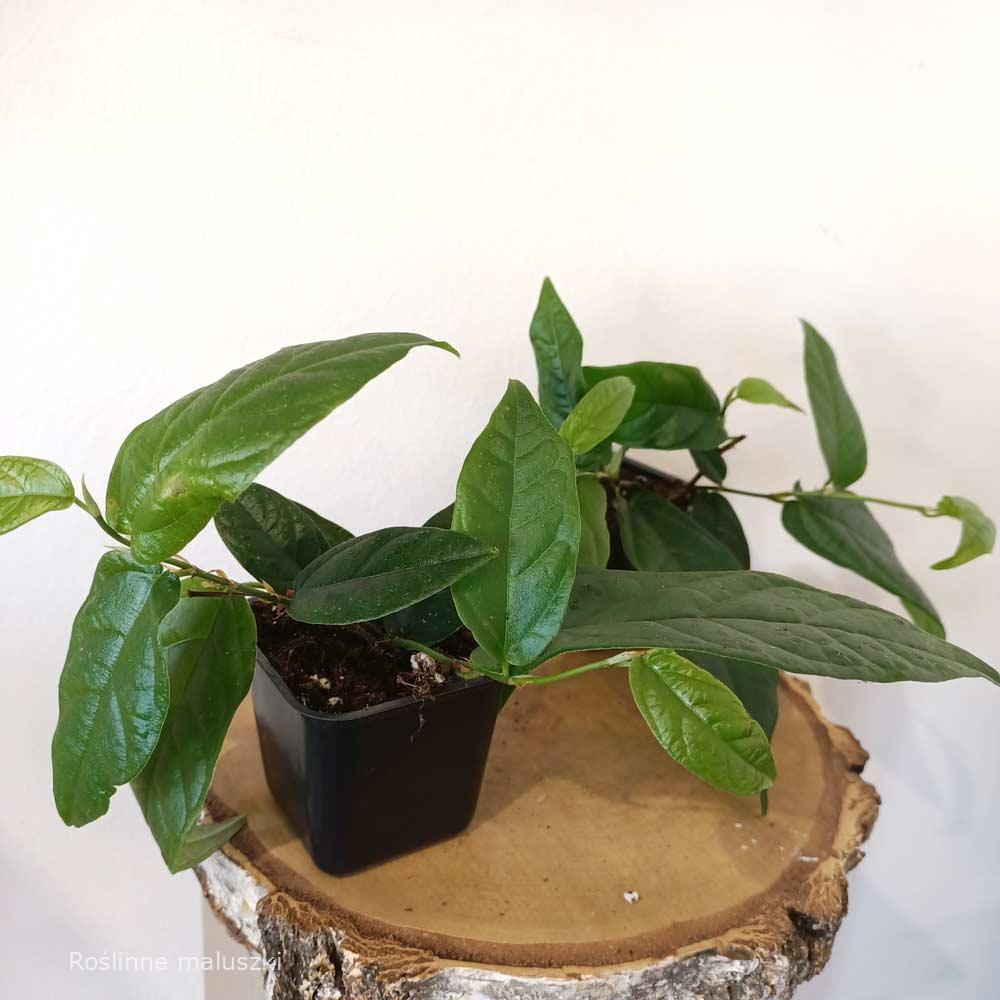 Ficus Sagittata Radicans Green