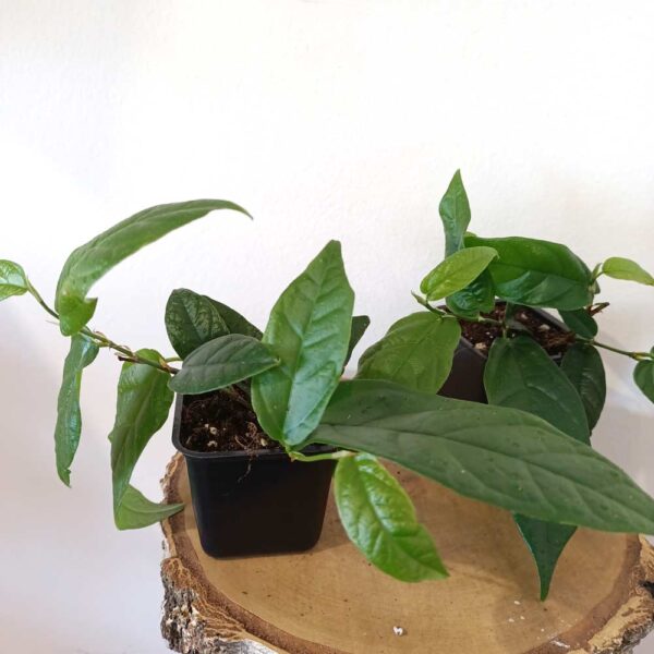 Ficus Sagittata Radicans Green