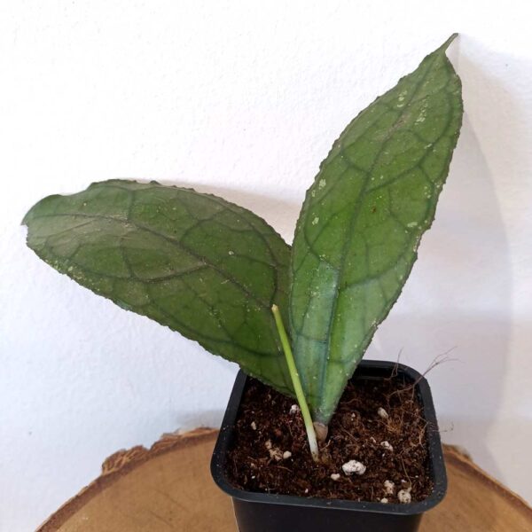 Hoya clemensiorum Dark Leaf