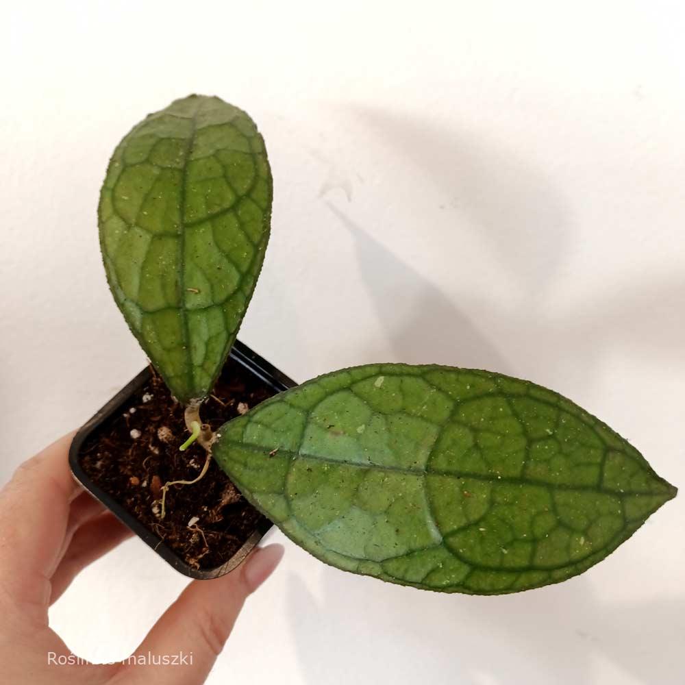 Hoya clemensiorum Dark Leaf