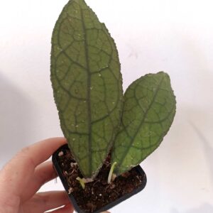 Hoya clemensiorum Dark Leaf