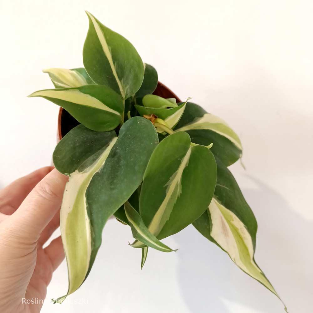 Filodendron scandens Rio