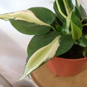 Filodendron scandens Rio