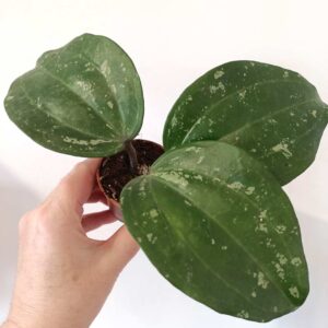 Hoya Latifolia splash