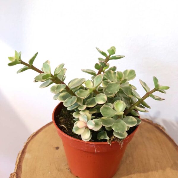 Portulacaria afra Variegata