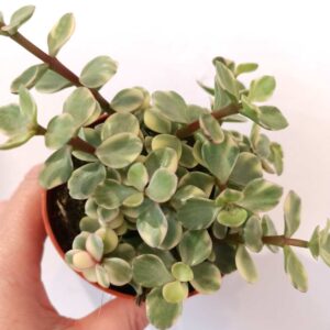 Portulacaria afra Variegata