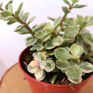 Portulacaria afra Variegata