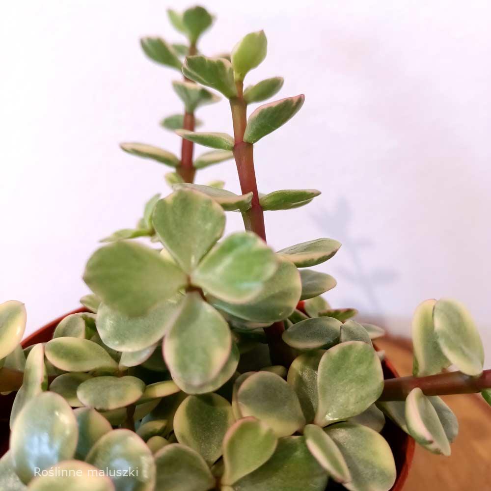 Portulacaria afra Variegata