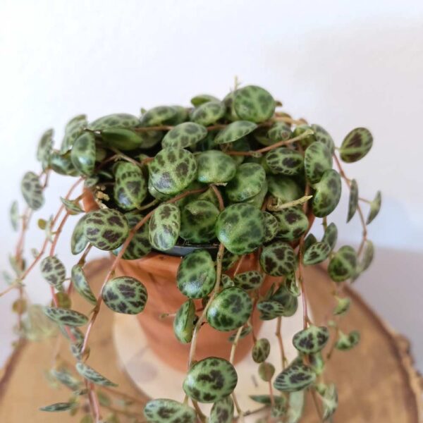 Peperomia prostrata