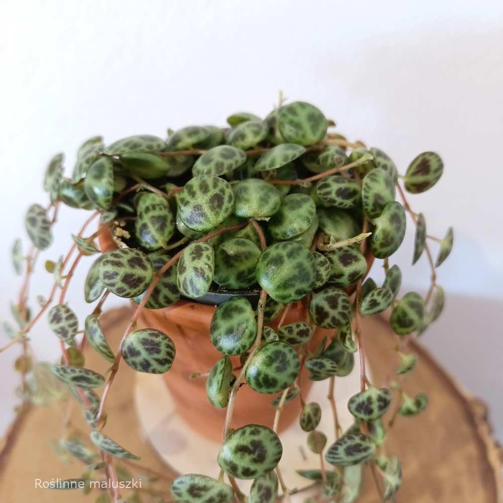 Peperomia prostrata