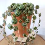 Peperomia prostrata