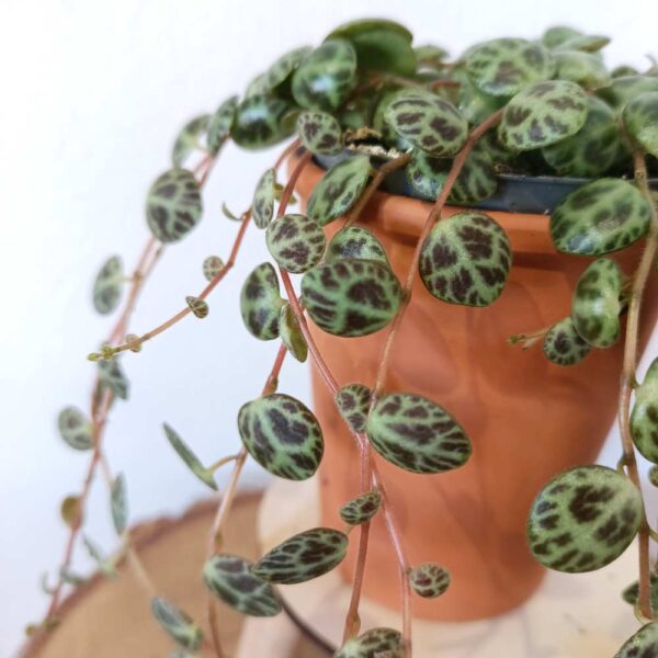 Peperomia prostrata