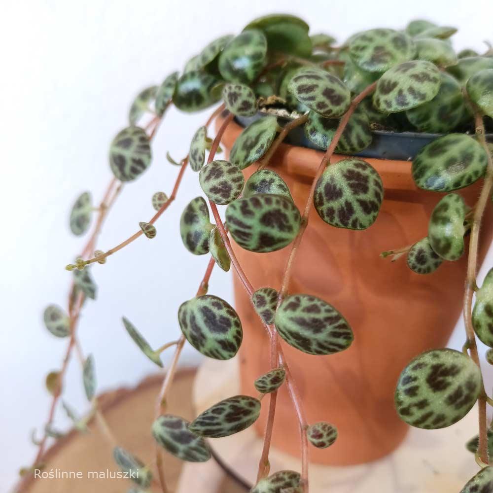 Peperomia prostrata