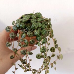 Peperomia prostrata