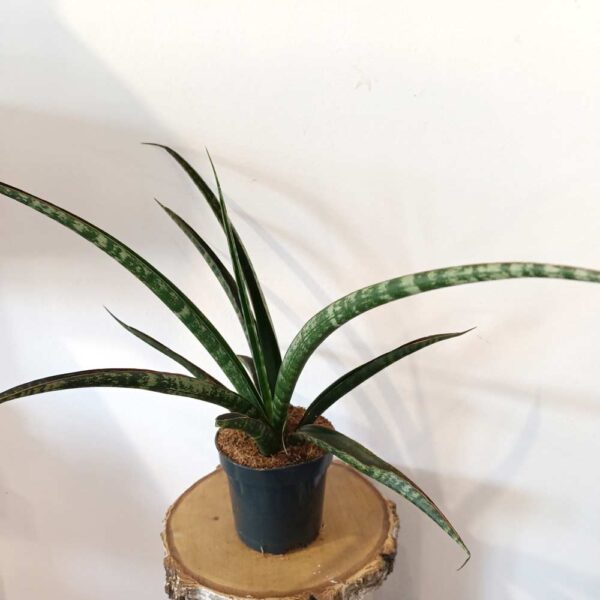 Sansevieria trifasciata Megan