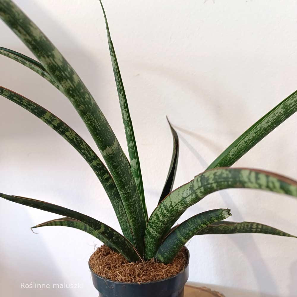 Sansevieria trifasciata Megan