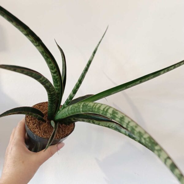 Sansevieria trifasciata Megan