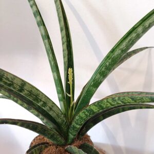 Sansevieria trifasciata Megan