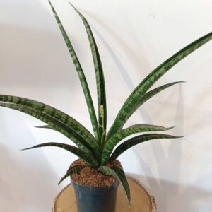 Sansevieria trifasciata Megan