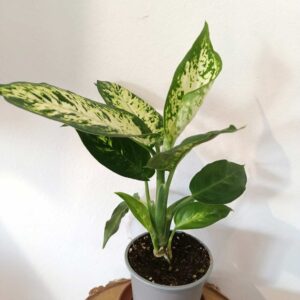 Dieffenbachia Compacta