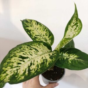 Dieffenbachia Compacta