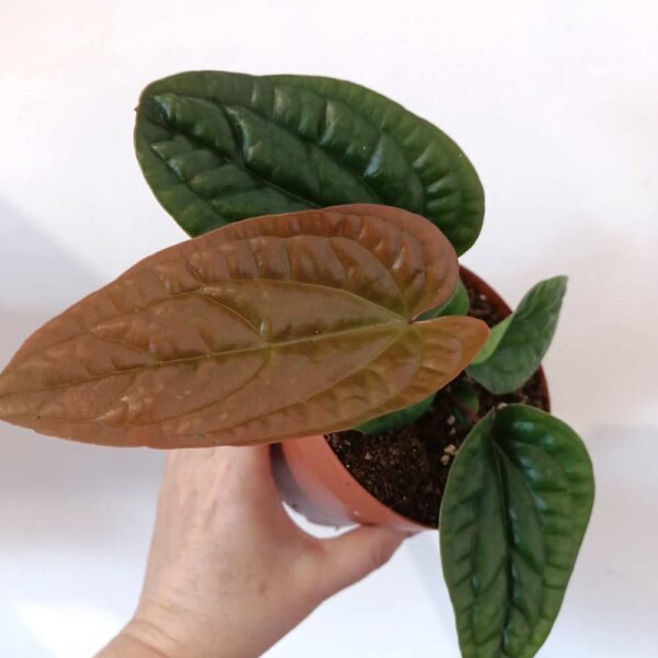 Anthurium Radicans x Luxurians