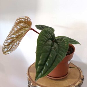 Anthurium Radicans x Luxurians