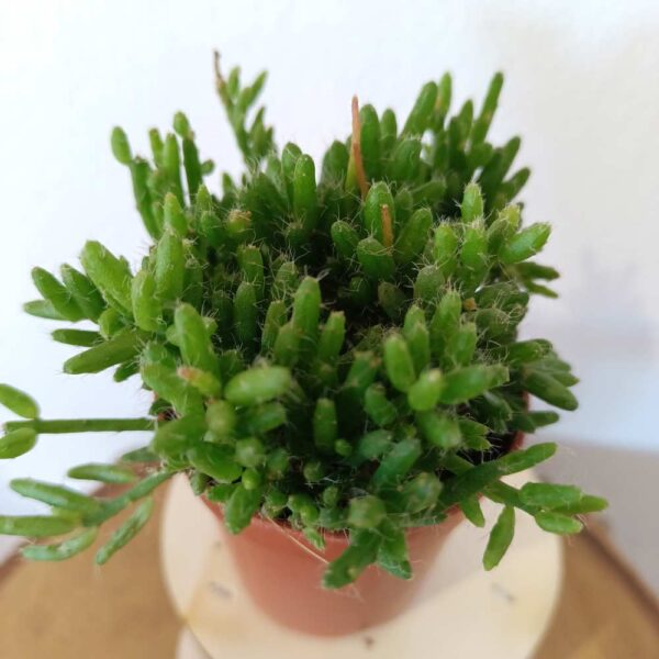 Rhipsalis mesembryanthemoides (patyczak)