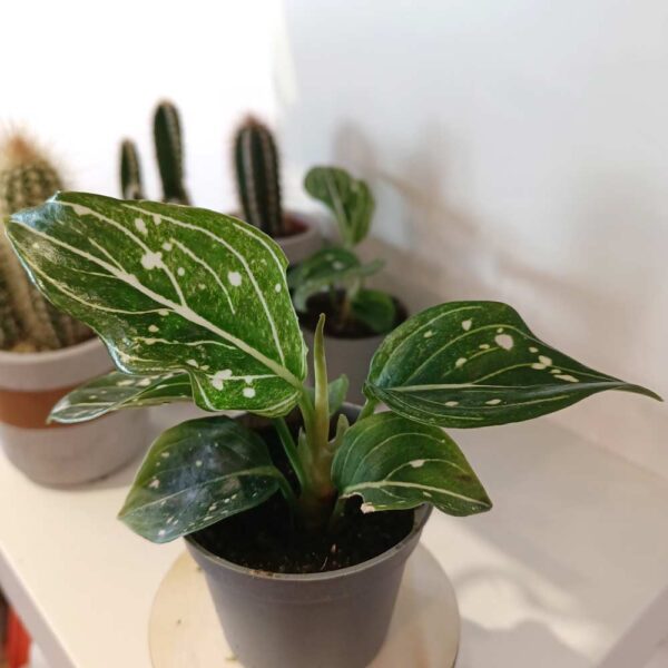 Aglaonema Toms Pride