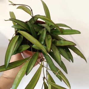 Hoya wayetti China Beans