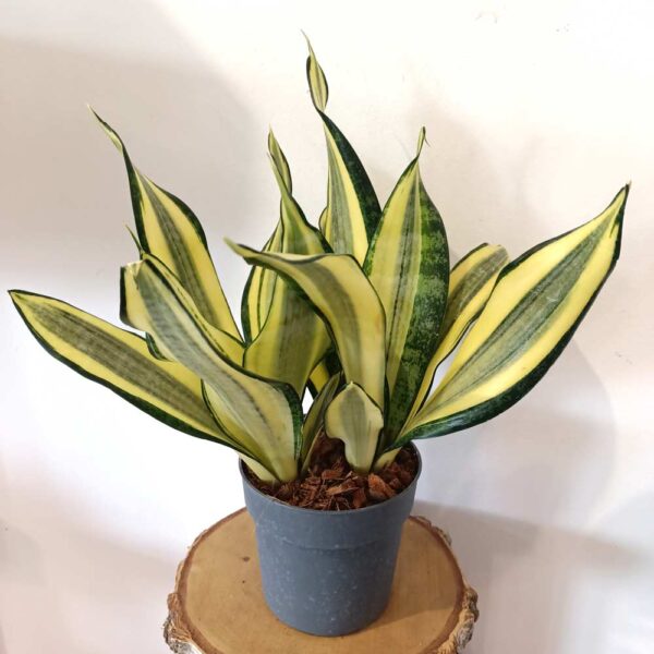 Sansevieria Gold King