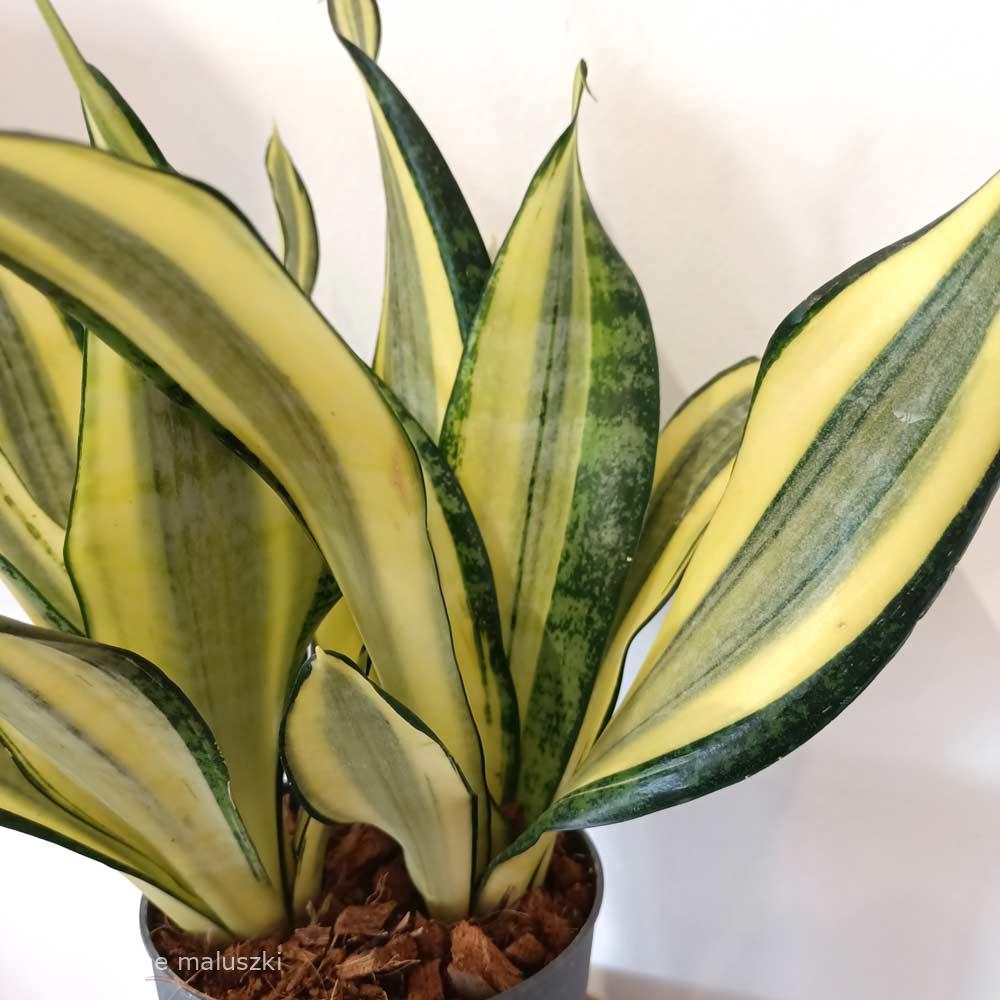 Sansevieria Gold King