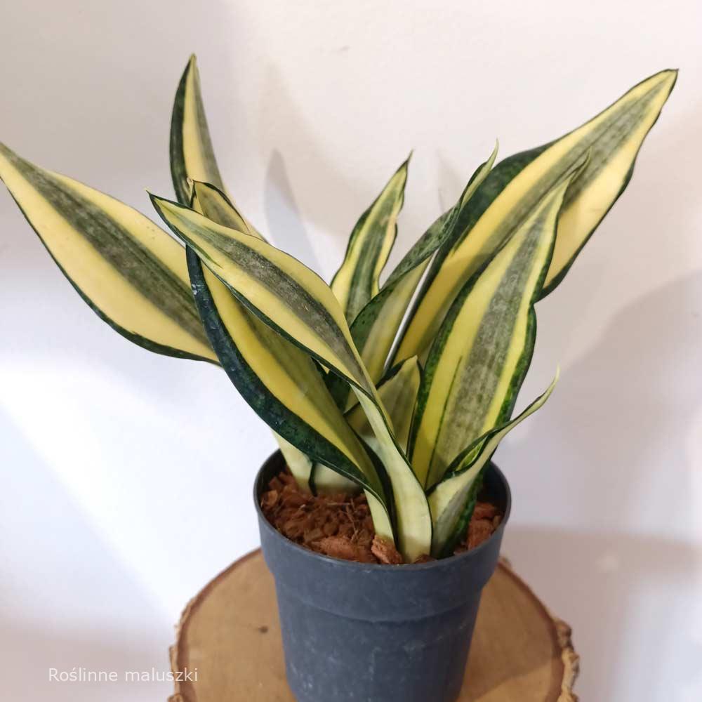 Sansevieria Gold King