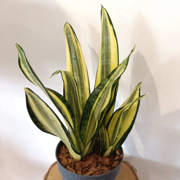 Sansevieria Gold King